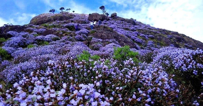 Nilgiri hills blue flower