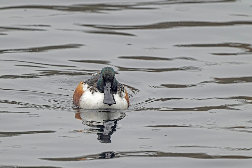 Northern Shoveler