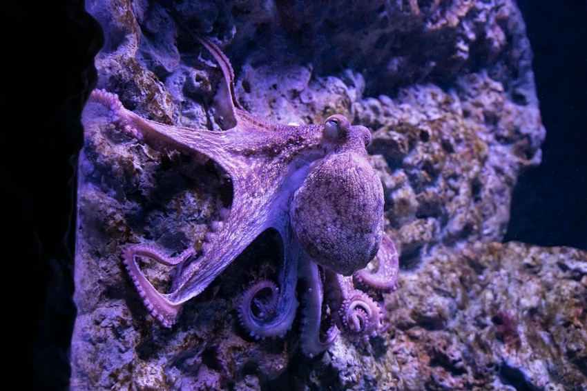Octopus pregnancy