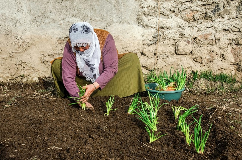Onion Plant