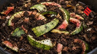 Organic Fertilizer With Watermelon Peels