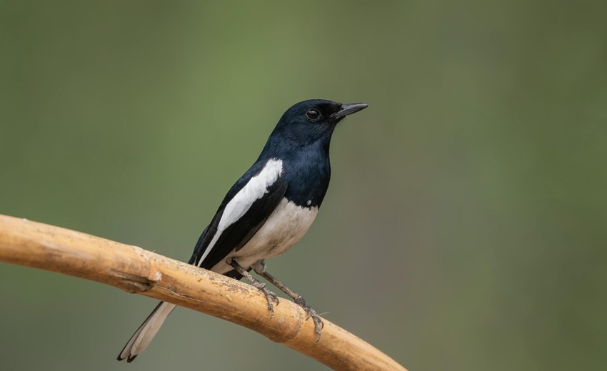 Oriental Magpie-Robin