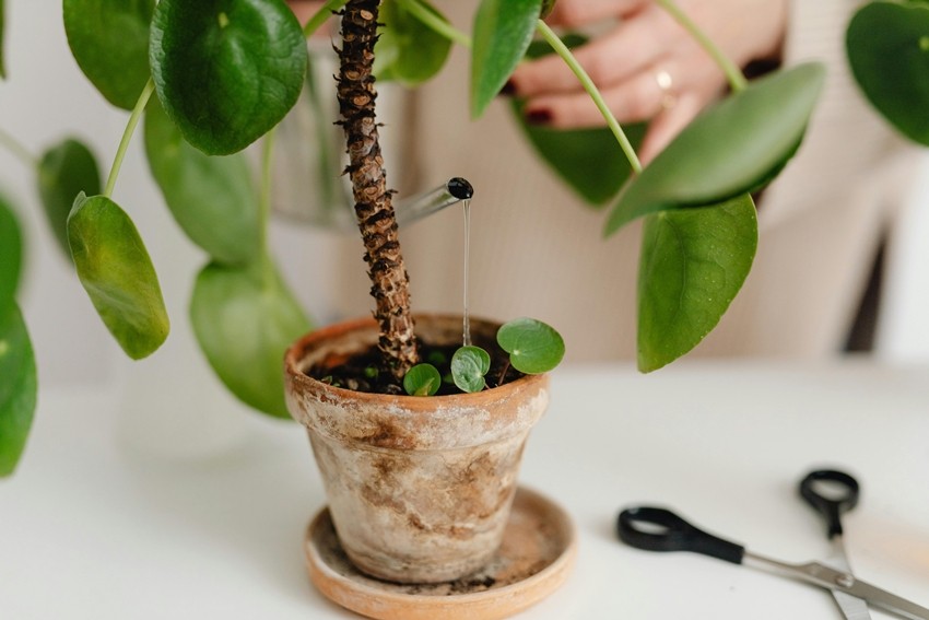 Overwatering plants