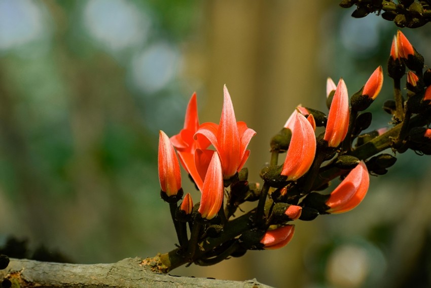 Palash