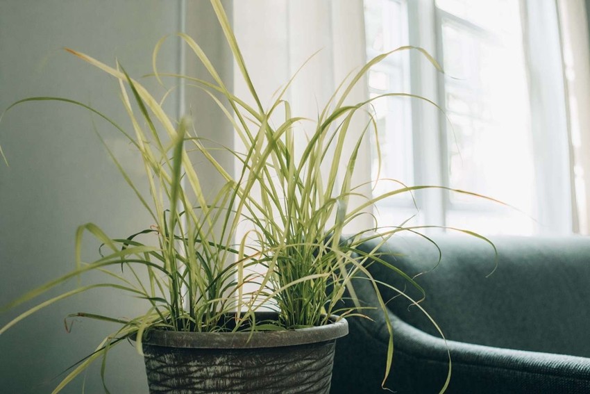 Plants that repel cockroaches