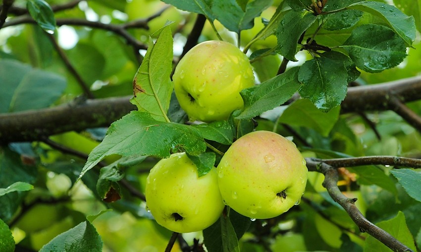Popular apple varieties