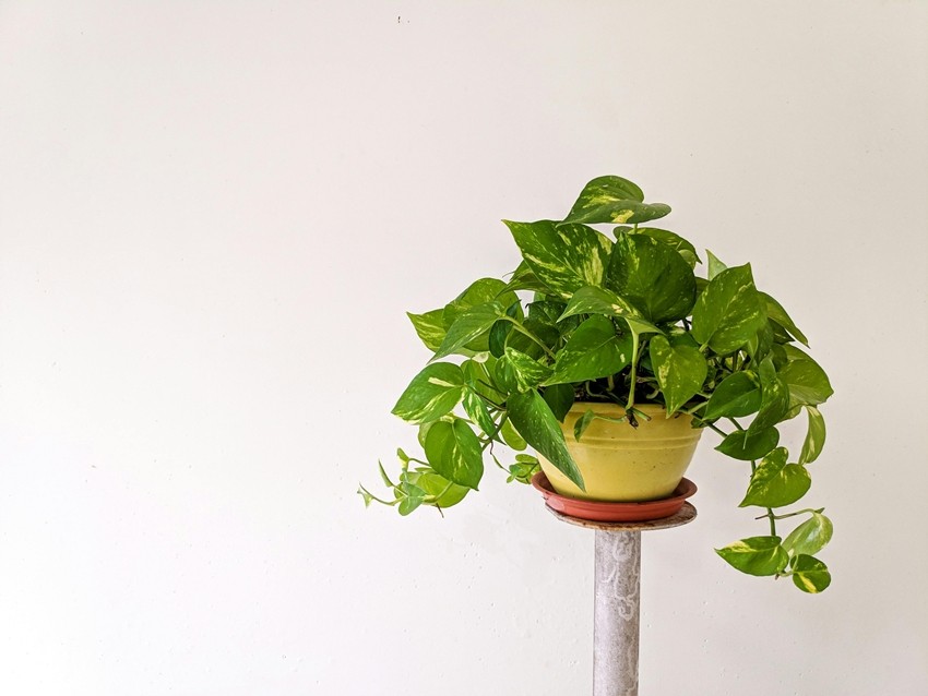 Pothos (Epipremnum aureum)