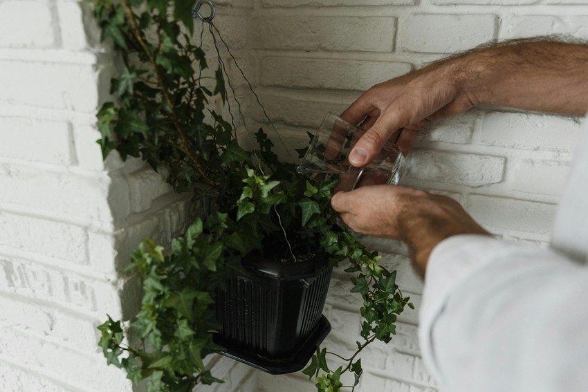 Potted plant care