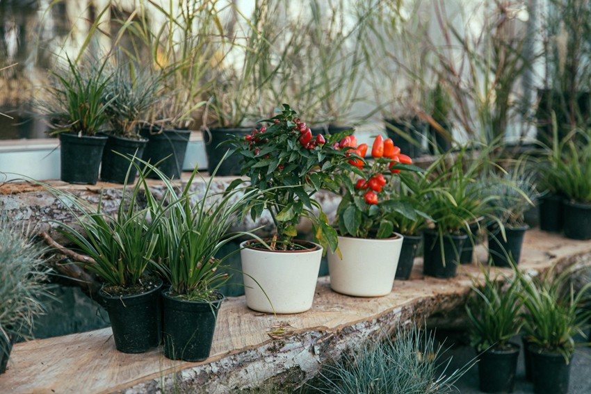 Pre-monsoon gardening in India