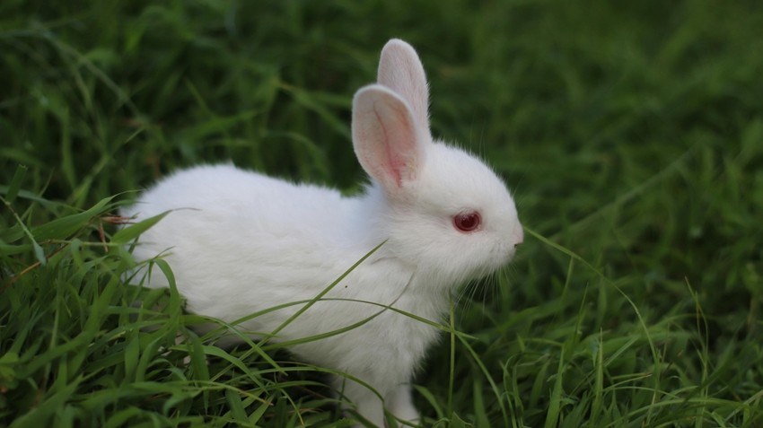 Rabbit Breeds That Are Truly One Of A Kind