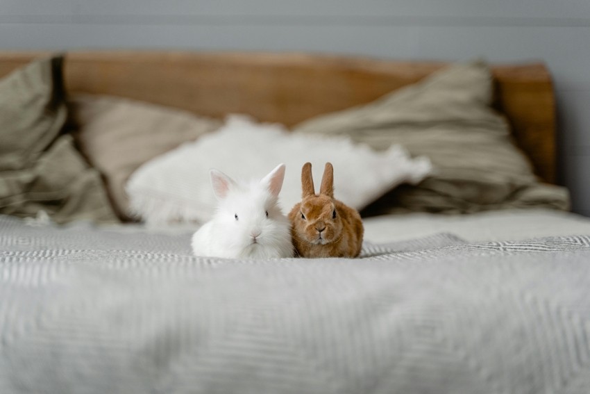 Rabbit Breeds That Stand Out For Their Beauty