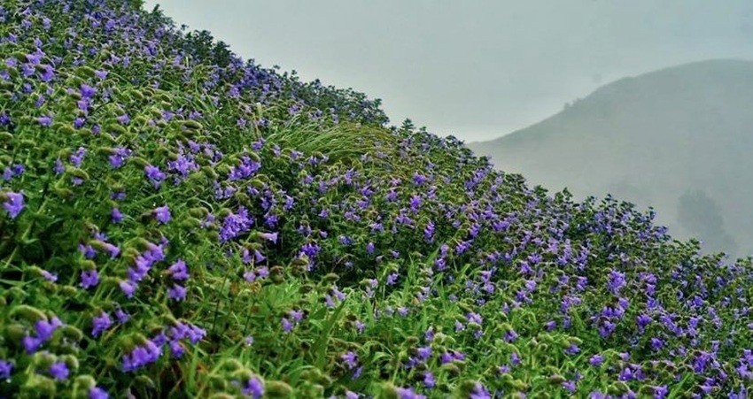 Rare flower blooming cycle
