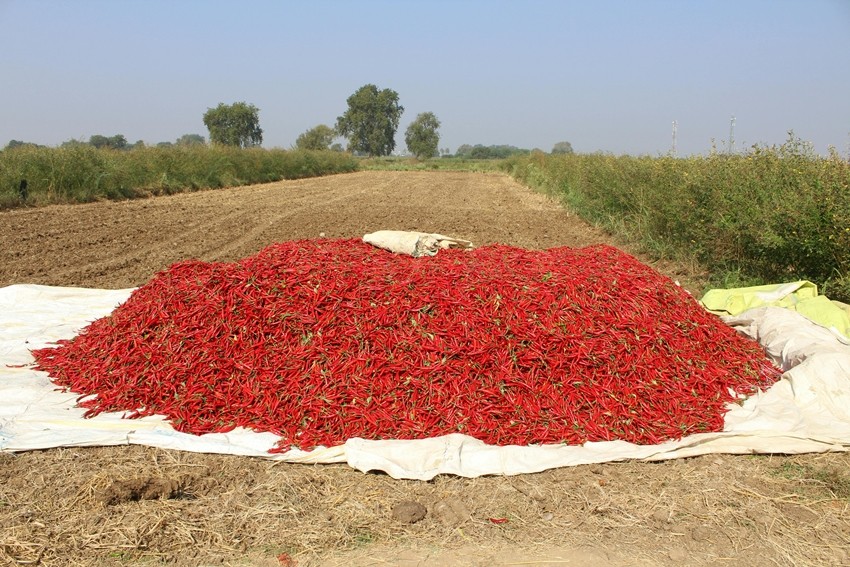Red chilli farming