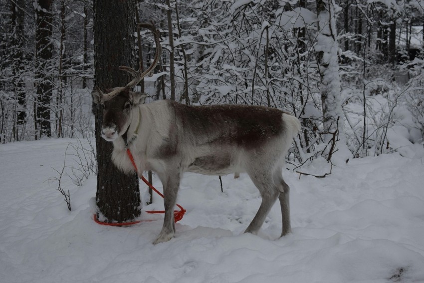 Reindeer