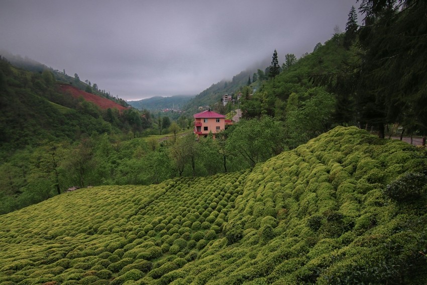 Rize Tea Plantations,Turkey