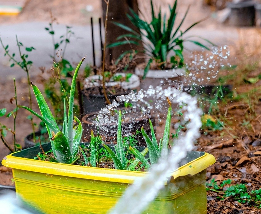 Root rot prevention