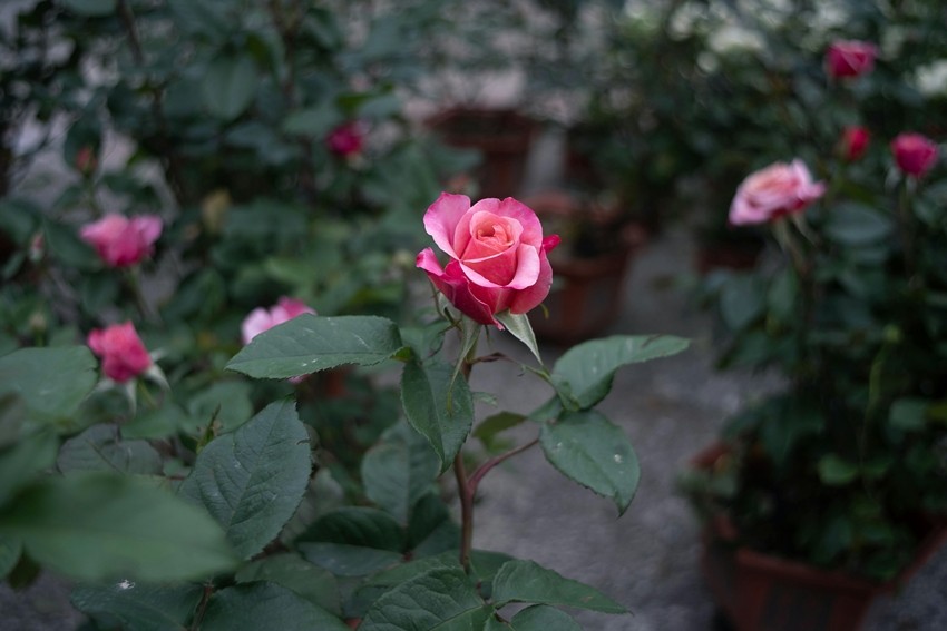 Rose Plant