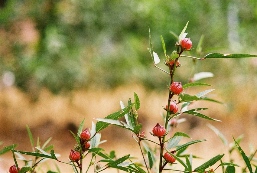 Roselle Leaves