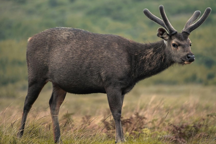 Sambar Deer