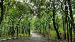 रेगिस्तान से हरित संपदा तक: राजस्थान में चंदन की खेती किसानों और पर्यावरण के लिए नई उम्मीद | विचार