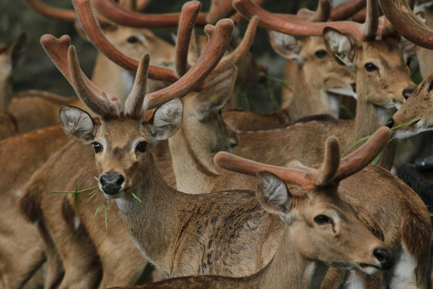 Sangai (Brow-antlered Deer)