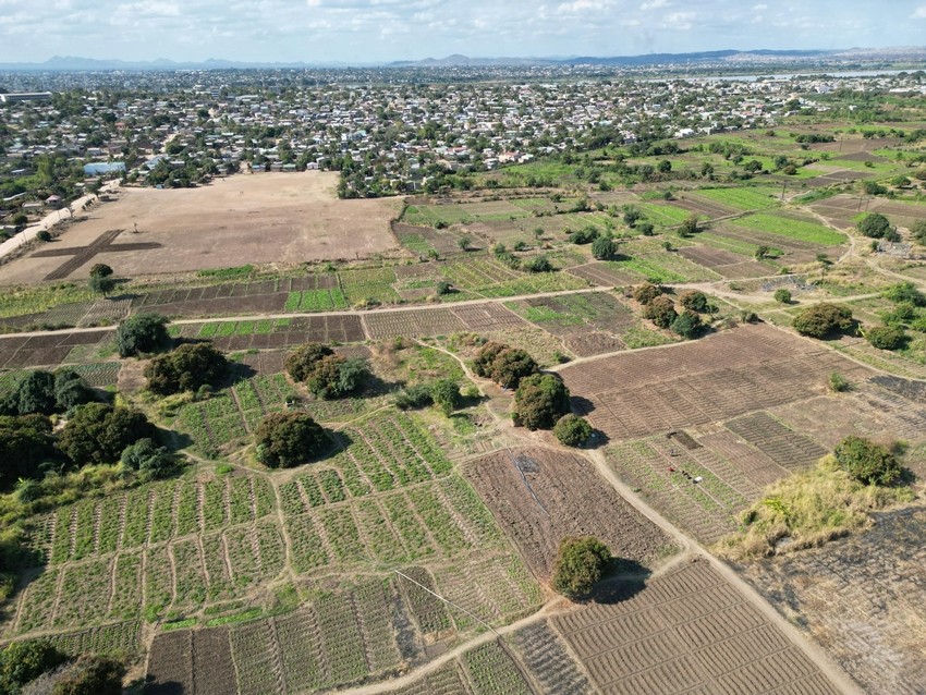 Satemwa Tea Estate, Malawi