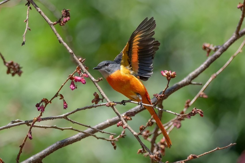 Scarlet Minivet