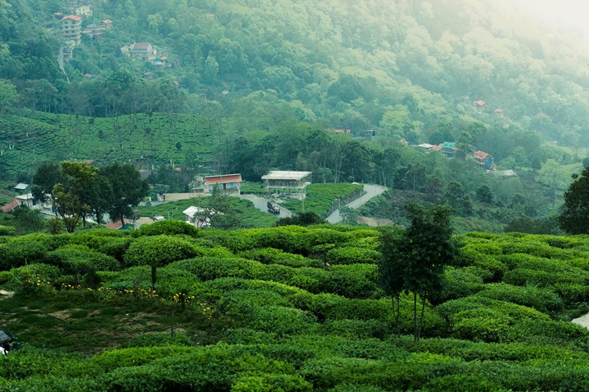 Scenic tea estates