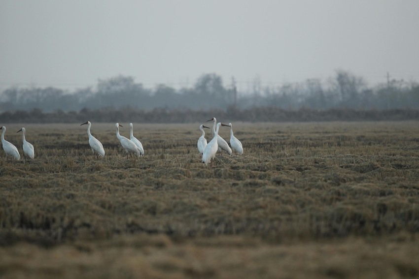Siberian Crane