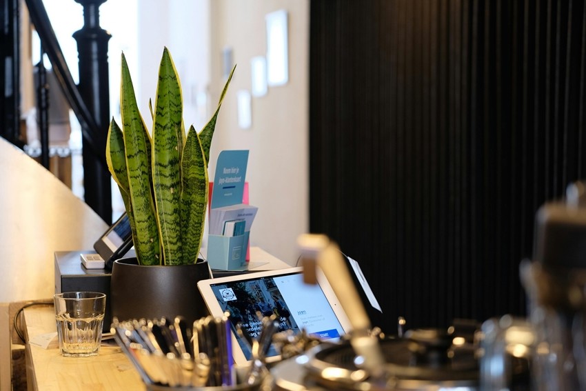 Snake Plant