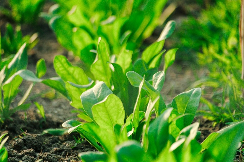 Spinach