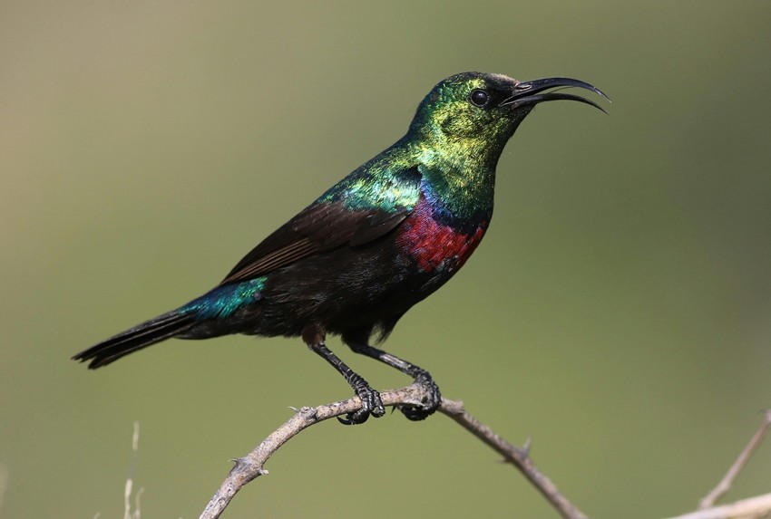 Spot These Gorgeous Himalayan Birds in the Forests of Kalimpong