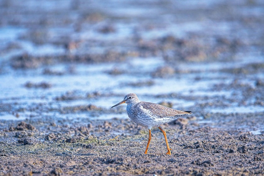 Spotted redshank