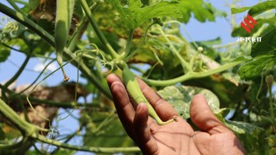 Start Your Pre-Monsoon Garden With These Vegetables And Flowers