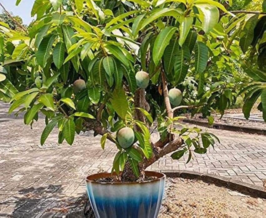Step-By-Step Guide To Growing A Mango Plant In A Container