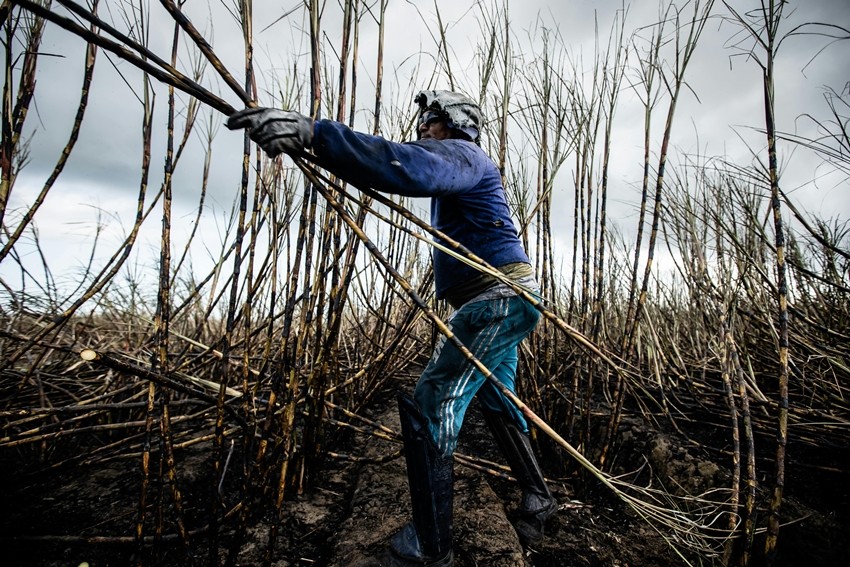 Sugar exports banned till 2026