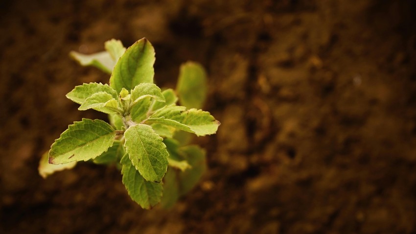 Summer gardening tips