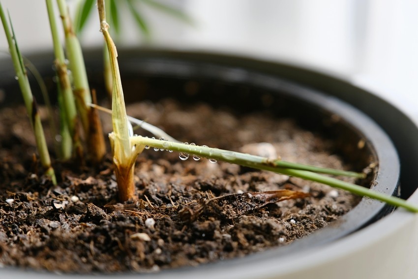 Summer plant care tips