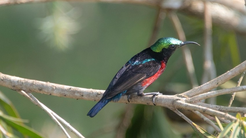 Sunbird