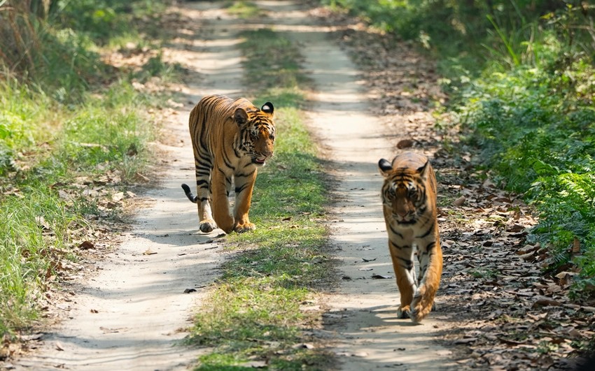 Sundarbans National Park, West Bengal