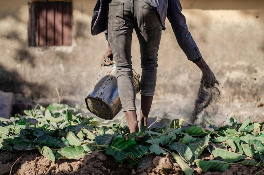 Sustainable Agriculture