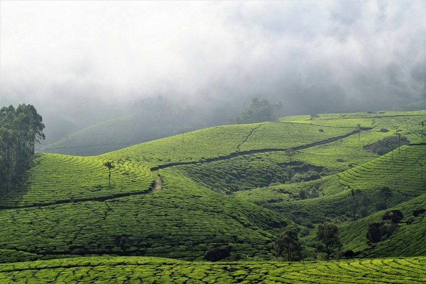 Tea gardens around the world