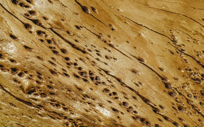 Termite control home remedies