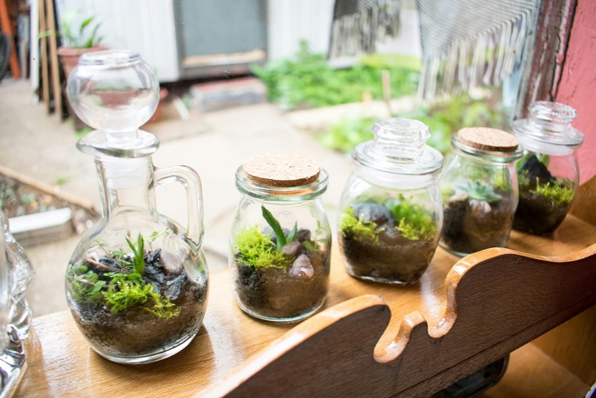 Terrarium Gardening