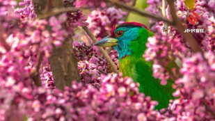 The Most Colourful Birds You Can See in Kalimpong Misty Hills