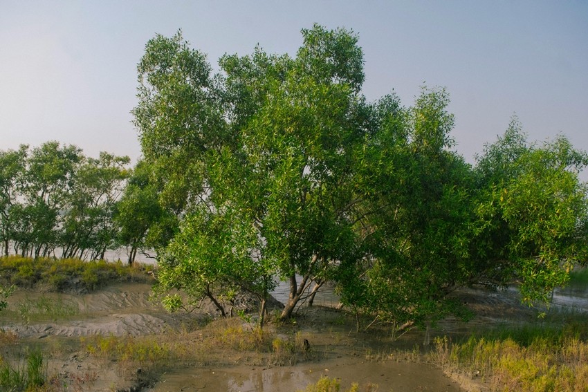 The Sundarbans A Himalayan-Fed Amazonia