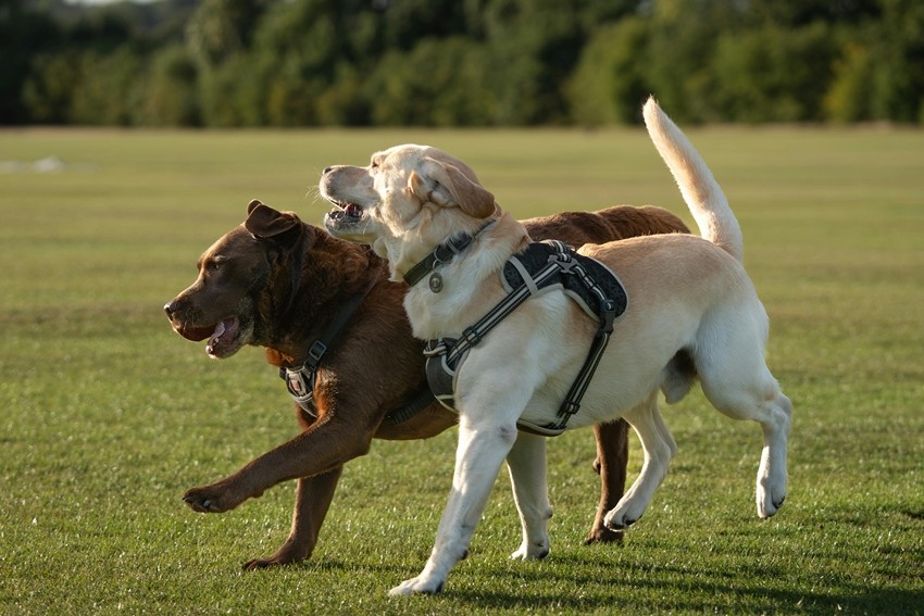 These Protective Dog Breeds Make Great Family Companions