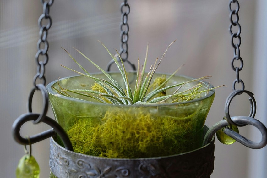 Tillandsia (Air Plant)