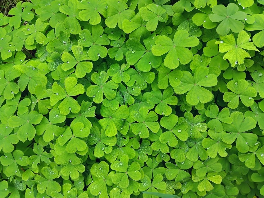 Tree Sorrel