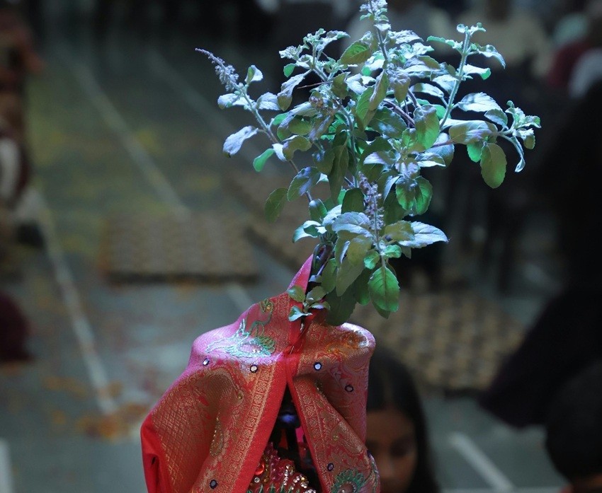 Tulsi plant care